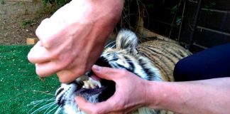 Реакция тигра, которому удалили больной зуб