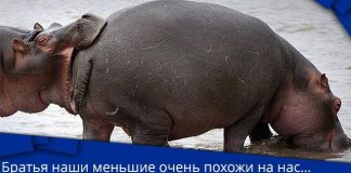 Ничто человеческое животным не чуждо