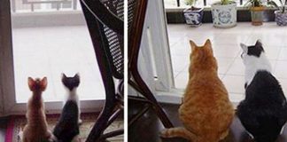 Неразлучные друзья из мира животных. Невероятно мило!