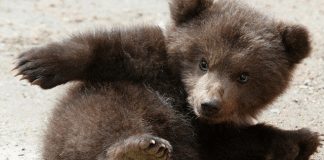 «Мишка косолапый, по лесу идет» — а вы знаете концовку этого стиха?