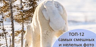 Итоги ушедшего года – самые смешные фото дикой природы за 2017 год