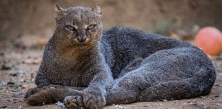 15 удивительных зверей, в существование которых сложно поверить