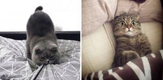 20 совершенно потрясающих фото, в которых отображена вся суть характера котов. Самые «усатые» приколы!