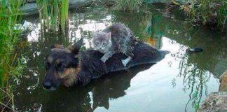 13 фотографий кошек и собак, от которых на душе становится теплее