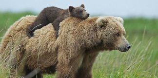 Таро прогноз на июнь 2018 года для всех знаков зодиака от Ольги Стеллы