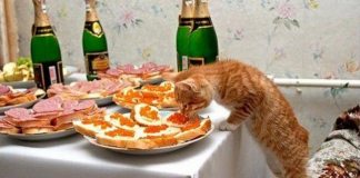 20 фото просто запредельной наглости братьев наших пушистых – котов! Обязательно посмотрите!