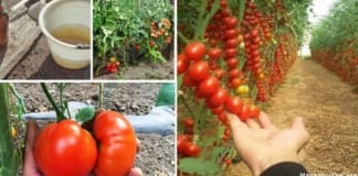 Просто попшикайте смесью помидоры и огурцы – и они болеть не будут вообще!