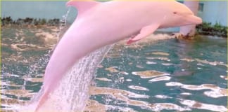 Моряку удалось снять на камеру розового дельфина! Потрясающие кадры