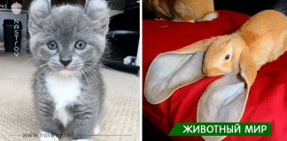 Животные у которых необычная внешность!
