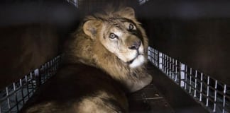 Италия проголосовала за закон о запрете использования всех животных в цирках и передвижных ярмарках