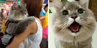 Просто потрясающий кот! Пушистая звезда Таиланда
