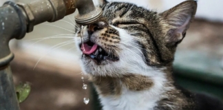 15 пойманных случайно фото кошек, которые поднимут вам настроение