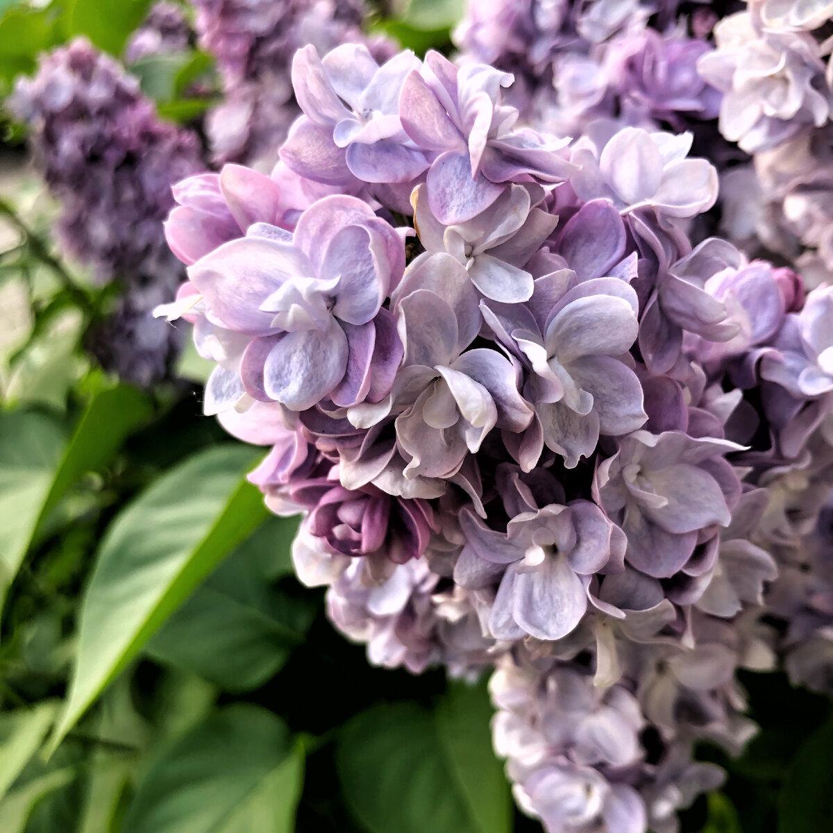 Сначала я не поняла, что на этом снимке.-3