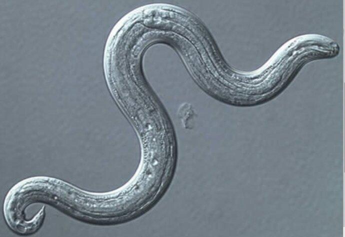 Паразит под микроскопом.