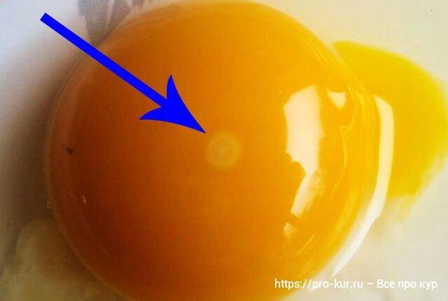 Добрый день. Что означает кровинка в курином яйце, можно ли есть такие яйца или лучше отправить в мусорное ведро?-2