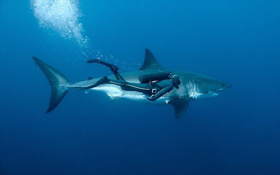 Таких гигантов в Черном море не увидишь