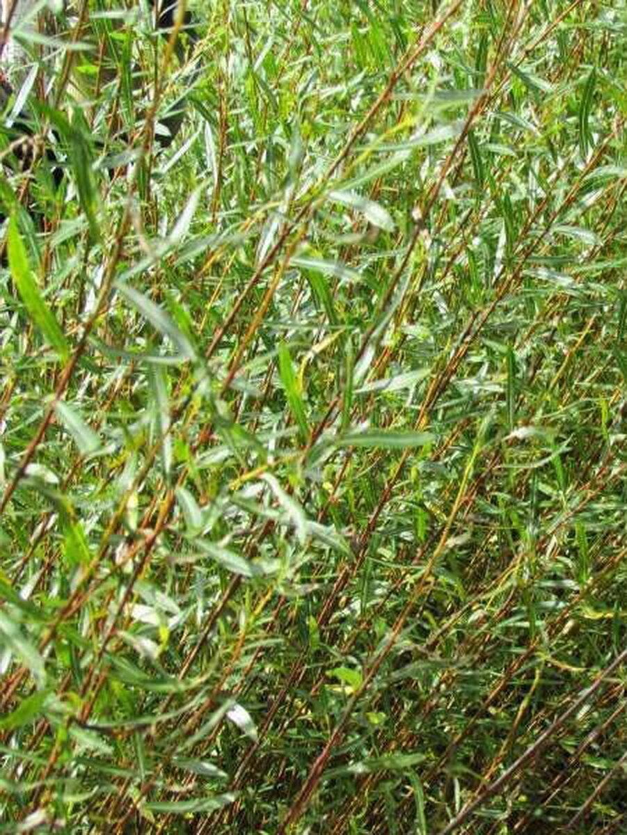 Сначала анекдот в тему: Забрался в дом к одинокой богатой женщине воришка. Начал искать золото и меха. Тут как назло, после вечеринки с подругами вернулась "очень хорошая" хозяйка.-2