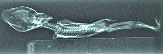 Странные открытия всегда окружены тайной и мистикой. Маленькая мумия с заостренным коническим черепом, косыми глазницами и десятью ребрами долгие годы озадачивала исследователей.-2