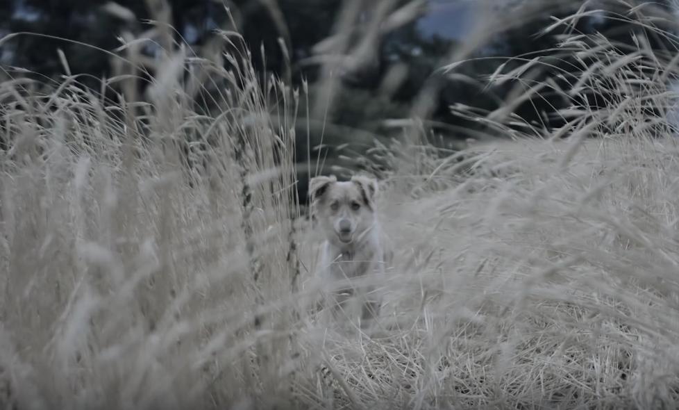 Это был резонансный поиск. Маленький мальчик укатил на беговеле в лес. Его искали родители, вся деревня, полиция и волонтеры.-16