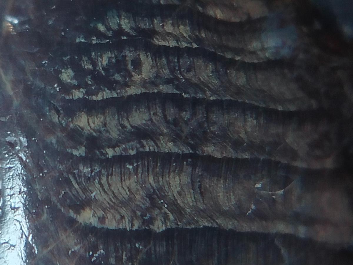 Отлично видны волокна и годовые кольца