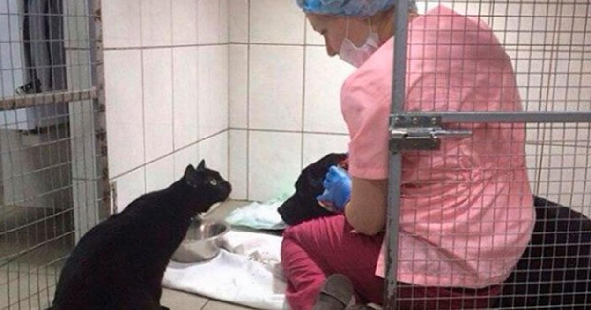 Собака дрожала от страха, пока к клетке не приблизился черный кот!