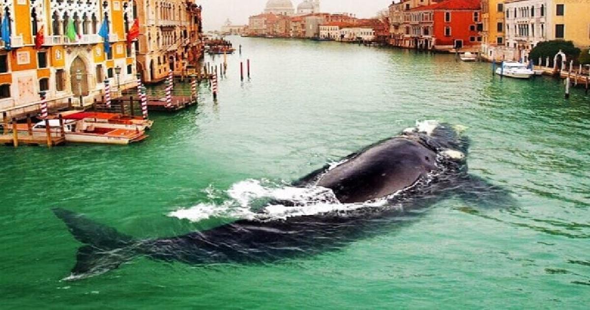 В Венецию заплыл живой кит!