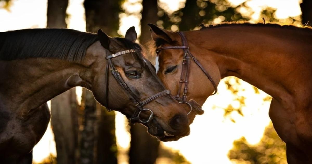14 фото лошадей, от которых вам станет тепло на душе
