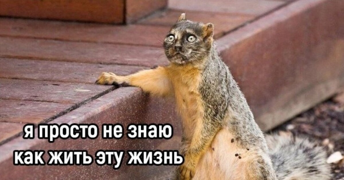 Подборка мемов с животными: манул Тимофей и скорбь бурундука