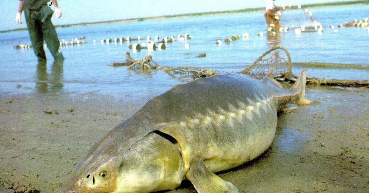Рыба калуга — амурский гигант