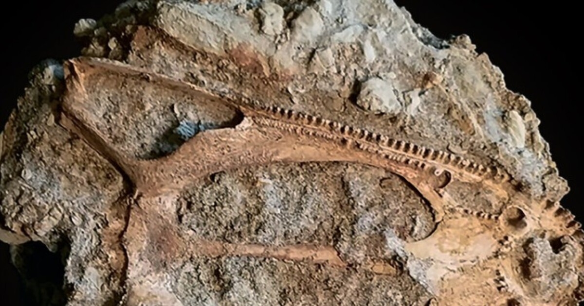 Как геологи Самарского политеха сделали уникальную находку