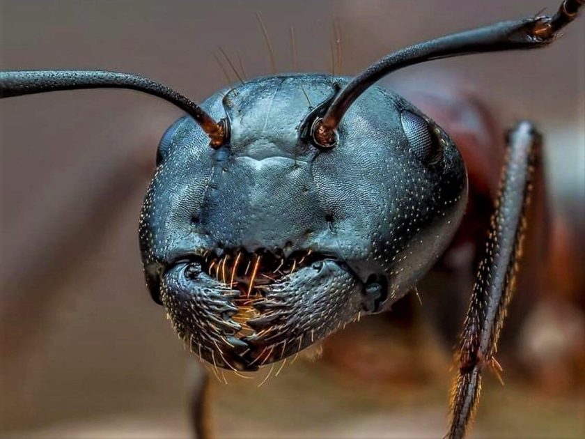 Рейтинг самых смертоносных животных на Земле