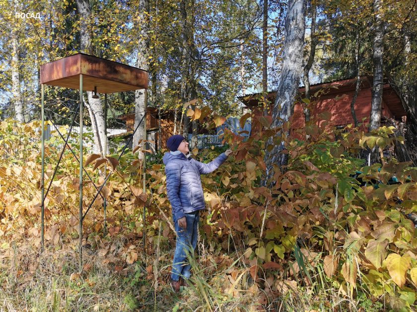 Сахалинская «чума»