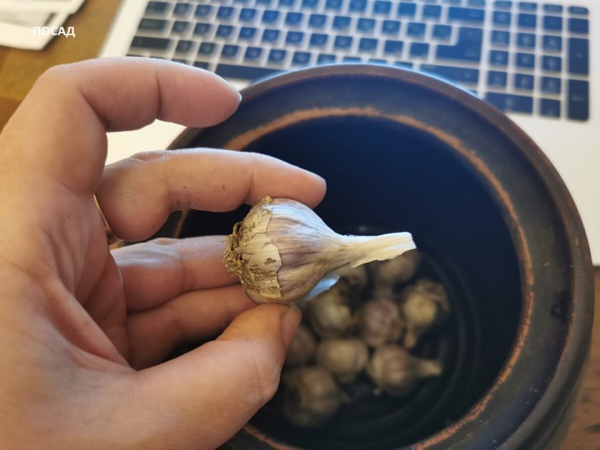 Сохраняется в квартире до мая как свежий