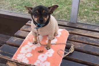 Маленькая собачка сидела на остановке совсем одна, а рядом лежала записка