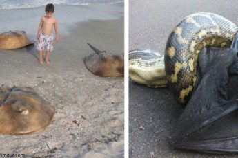 36 фото, доказывающих, что Австралия - страна для сумасшедших людей