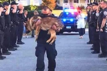 Вся Италия оплакивает пса-героя, которого отравили и требует наказать отравителя, как за убийство человека