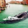 В Венецию заплыл живой кит!