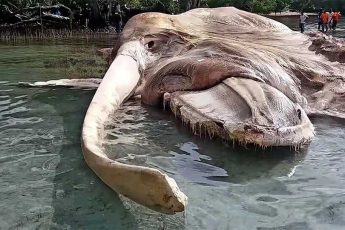 Неизвестное существо размером с 5-этажный дом выбросило на берег Индонезии