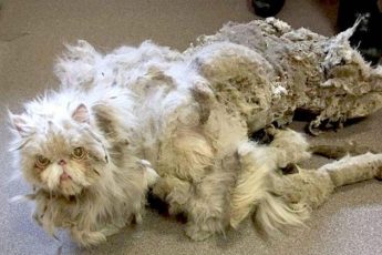 Мужчина забрал персидского кота, которого никогда не мыли и не чесали. Как кот выглядит сейчас