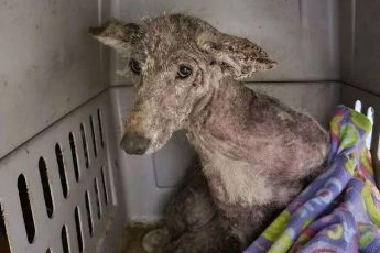 Женщина спасла странную собаку. Ученые не сразу поняли, что это был за зверь