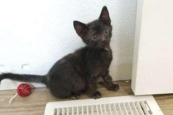 Пара взяла котёнка из приюта, но дома в переноске они увидели неожиданный сюрприз