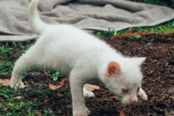 Девушка подобрала милого белого котенка с голубыми глазами, но это оказалась не домашняя кошка. Как она выглядит сейчас