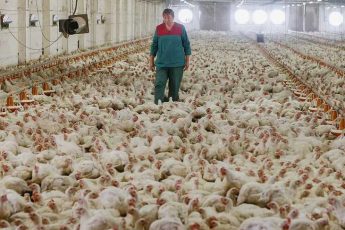 Что вреднее, сосиски или курица.