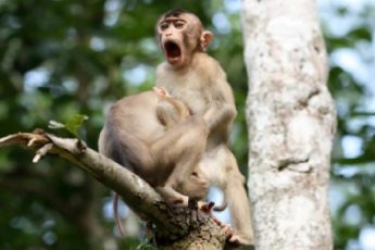 10 редких фото обезьян, которые поднимут вам настроение за 1 минуту