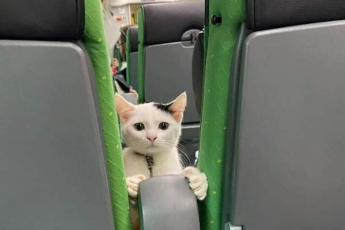 18 случаев, когда животные были настолько забавными, что их просто необходимо было сфотографировать