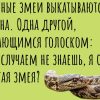 Шшшшшсссс. Год змеи на пороге. Подборка анекдотов про символ 2025 года.