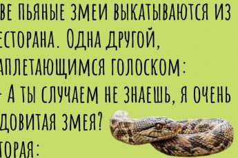 Шшшшшсссс. Год змеи на пороге. Подборка анекдотов про символ 2025 года.