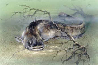 Сом: таинственный гигант пресных вод