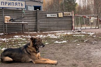 У чернобыльских собак необъяснимо ускорилась эволюция