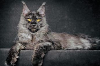 Его величество Мейн-кун и его 7 недостатков, о которых умалчивают многие владельцы